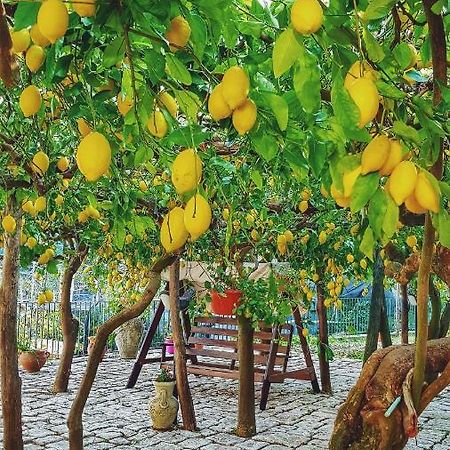 Il Limoneto Degli Angeli Villa Minori Ngoại thất bức ảnh