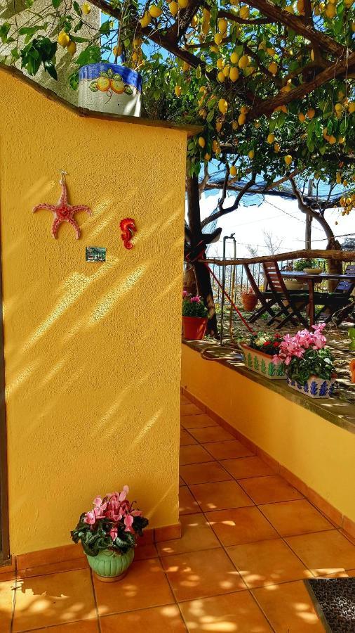Il Limoneto Degli Angeli Villa Minori Ngoại thất bức ảnh