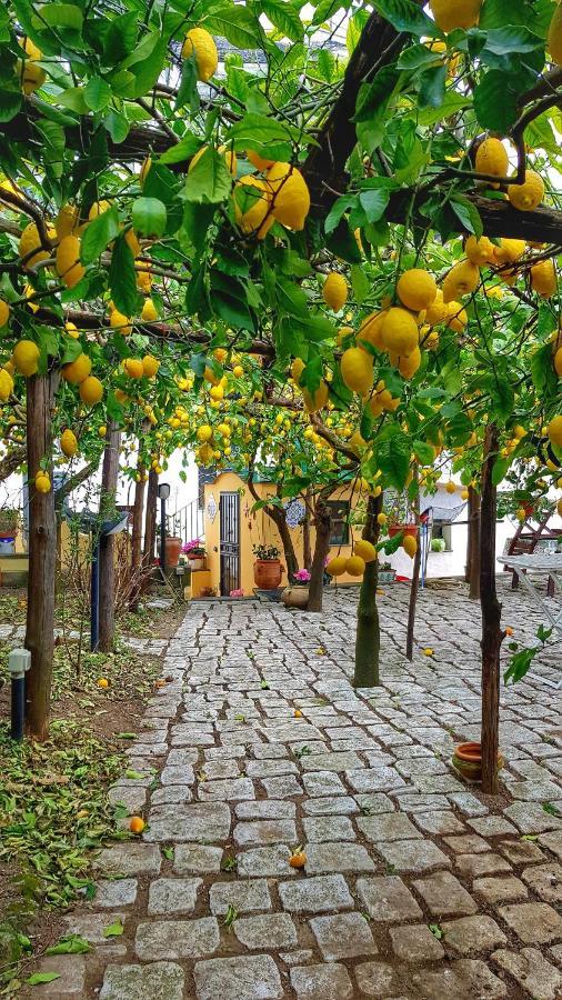 Il Limoneto Degli Angeli Villa Minori Ngoại thất bức ảnh