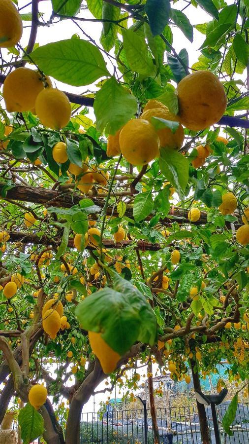 Il Limoneto Degli Angeli Villa Minori Ngoại thất bức ảnh