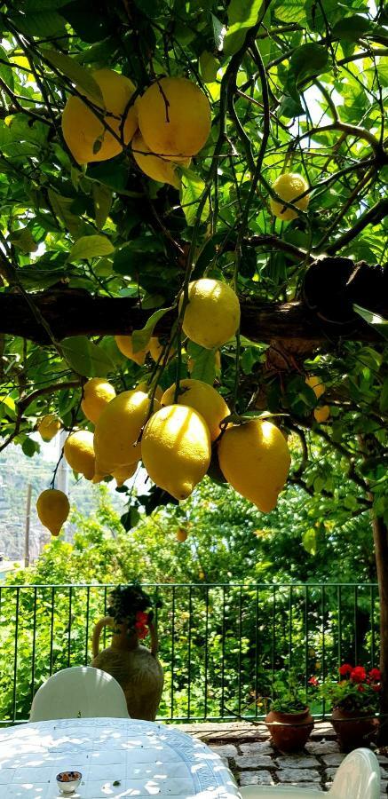 Il Limoneto Degli Angeli Villa Minori Ngoại thất bức ảnh
